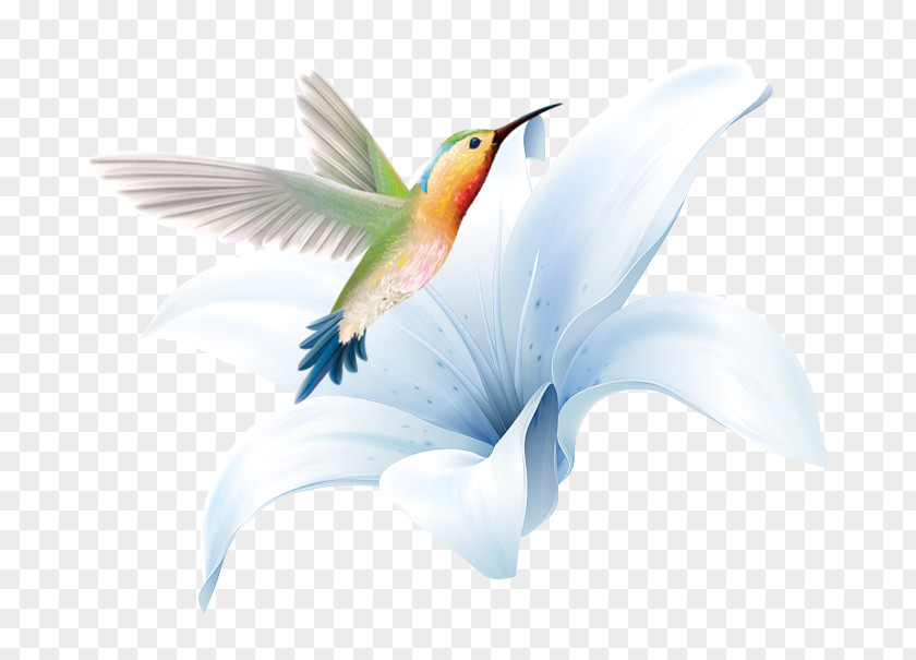 Hand Painted Lily Flowers Hummingbird PNG