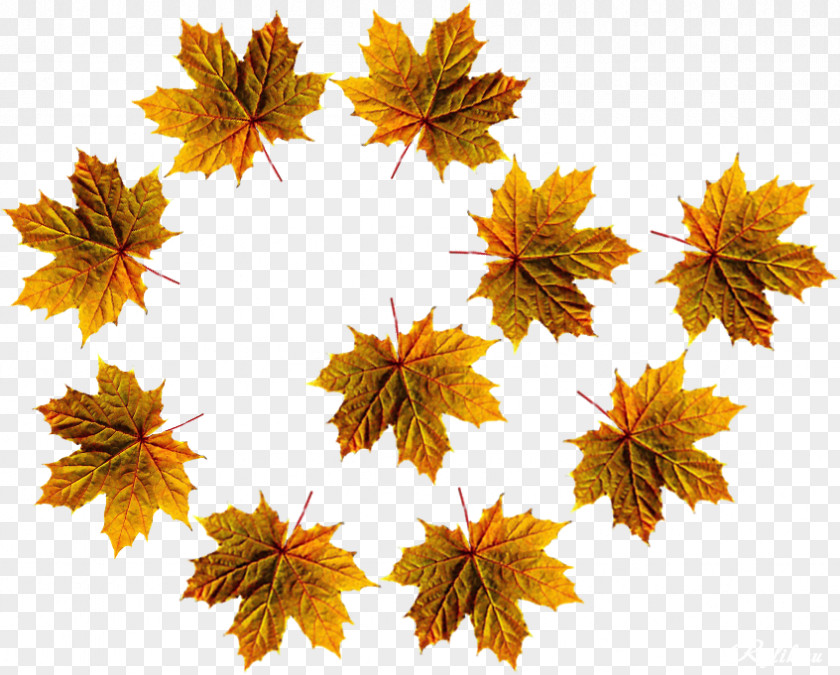 Leaf Maple Autumn Photography Ansichtkaart PNG