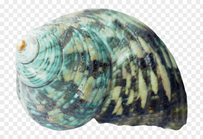 Seashell Cockle Clam Conch PNG
