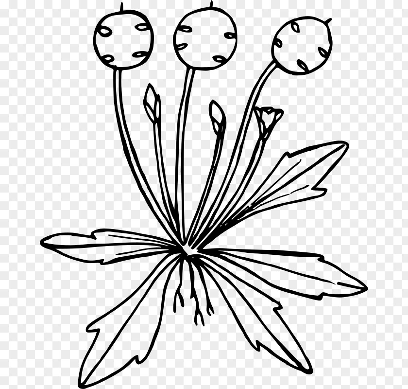 Wild Flowers Line Art Drawing PNG