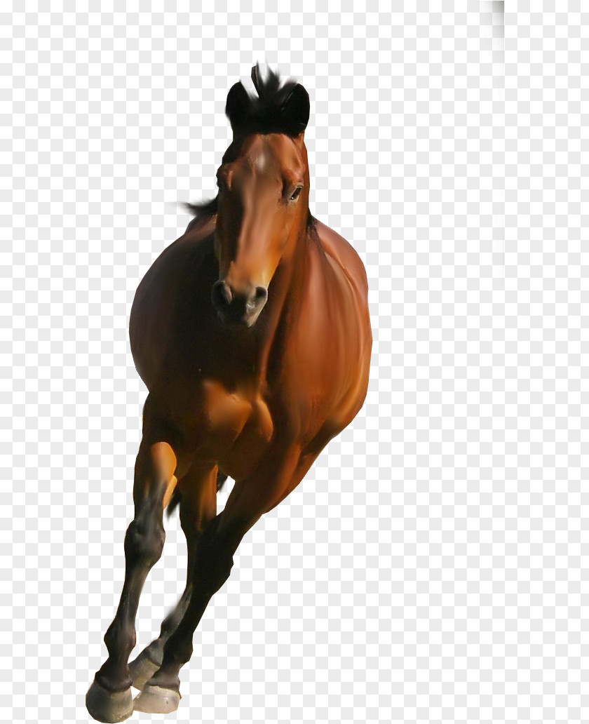 Bridle Rein Horse Cartoon PNG