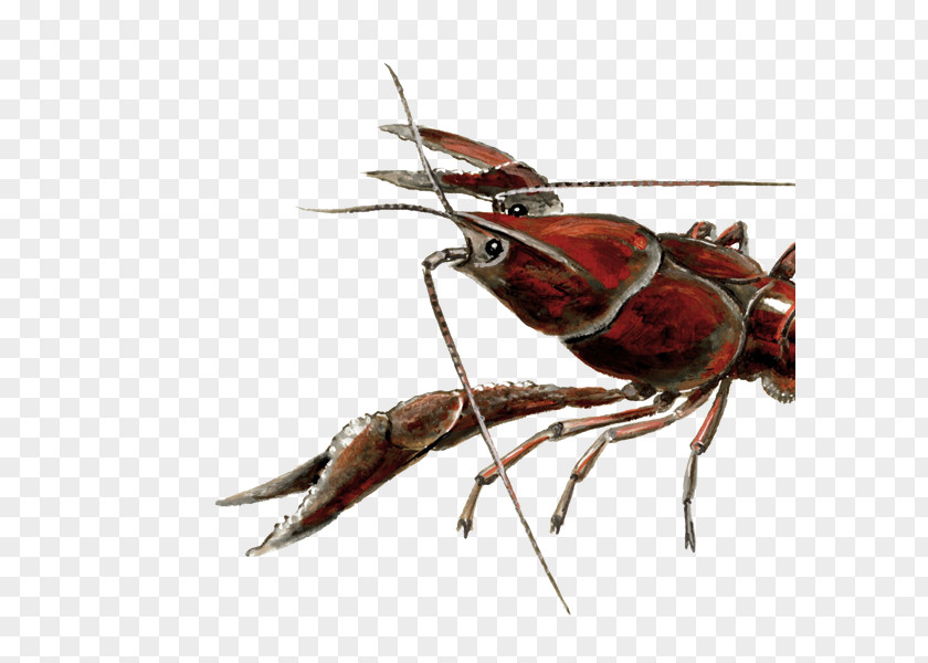 Crayfish Procambarus Clarkii Ecosystem Invasive Species Decapoda PNG
