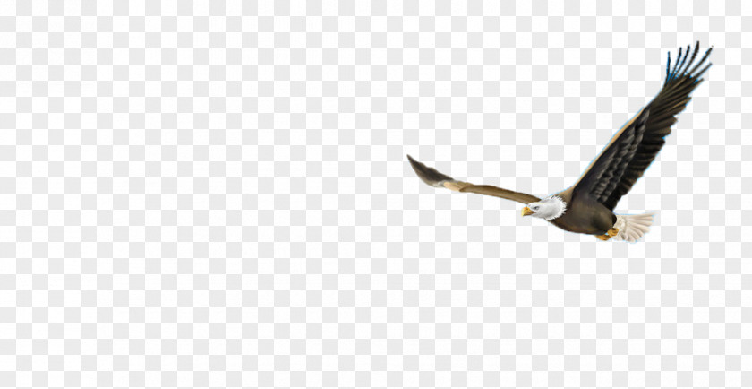 Flying Eagle Beak PNG
