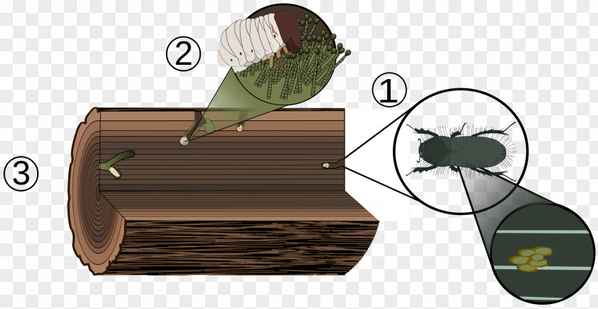 Fungi Ambrosia Beetle Biological Life Cycle Woodboring Larva PNG