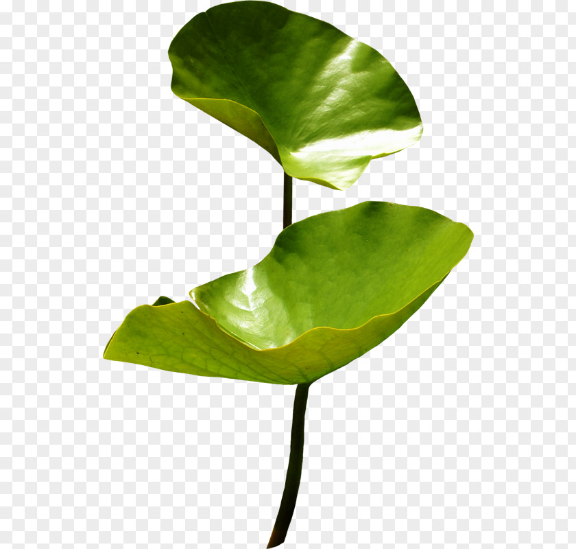 Oliva Nelumbo Nucifera Nymphaea Lotus Egyptian Rose Aquatic Plants PNG