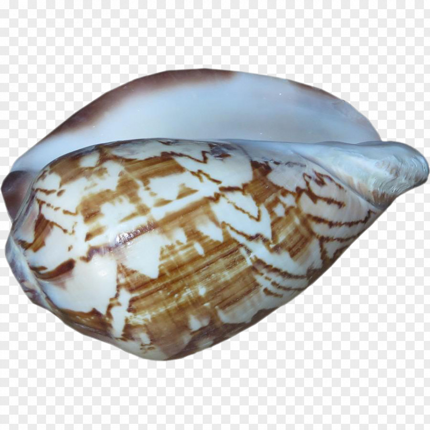 Seashell Conomurex Luhuanus Conchs Chairish PNG