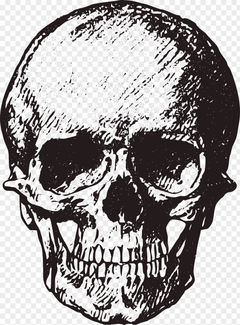 Sketch Style Skull Bone Human Skeleton Royalty-free Clip Art PNG