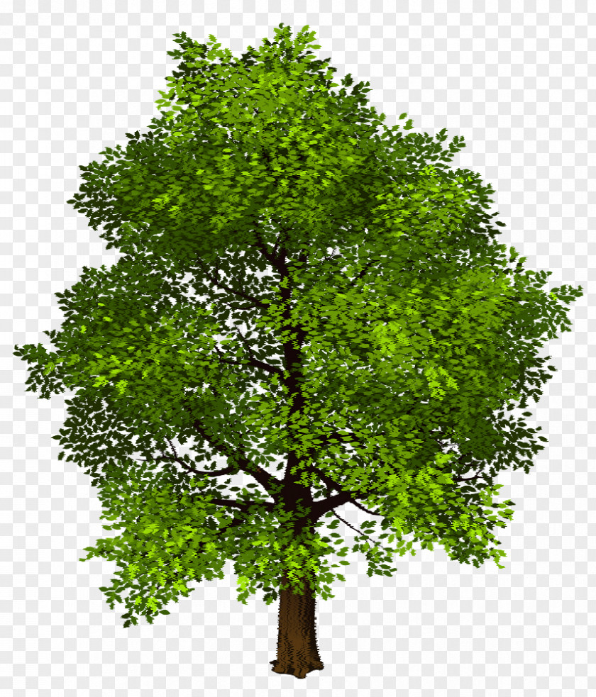 Tree Shade Clip Art PNG