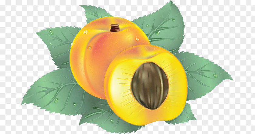 Yellow Leaf Plant Flower Fruit PNG