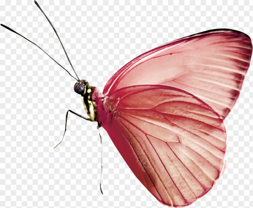 Butterfly Insect Green PNG