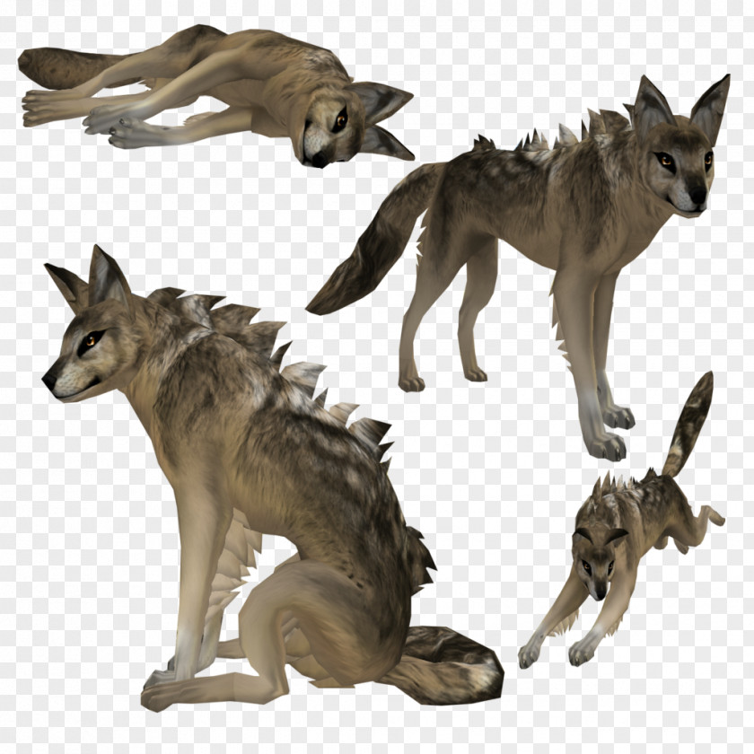Coyote Border Collie Jackal Rough Gray Wolf PNG