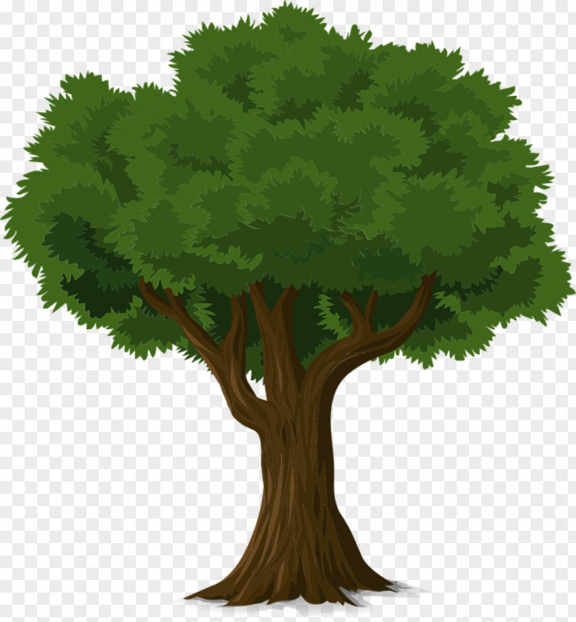 Forest Tree Trunk Branch Clip Art PNG