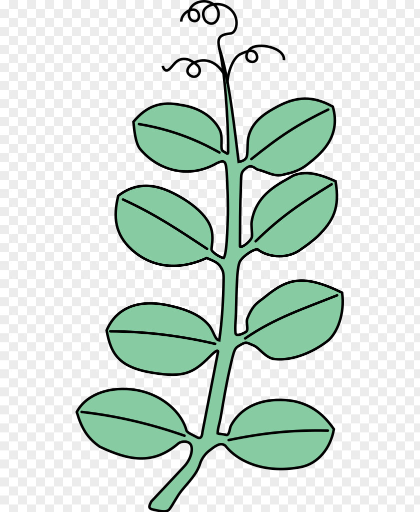 Leaf Plant Stem Line Art Flower Clip PNG