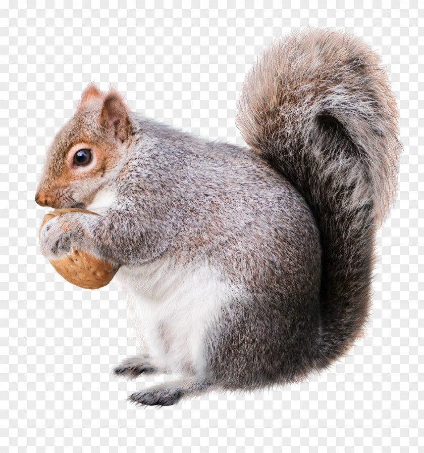 Squirrel Christmas Decoration Rodent Drawing PNG