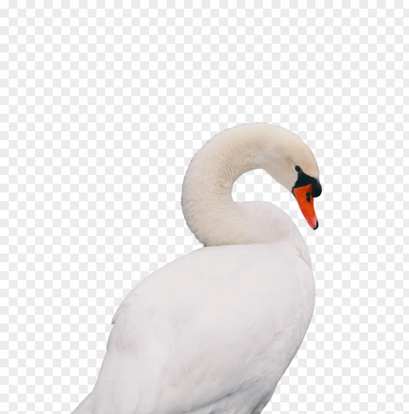 Swans Birds Water Bird Waterfowl Beak PNG