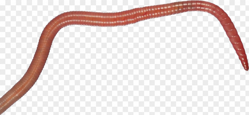 Worms Reptile PNG