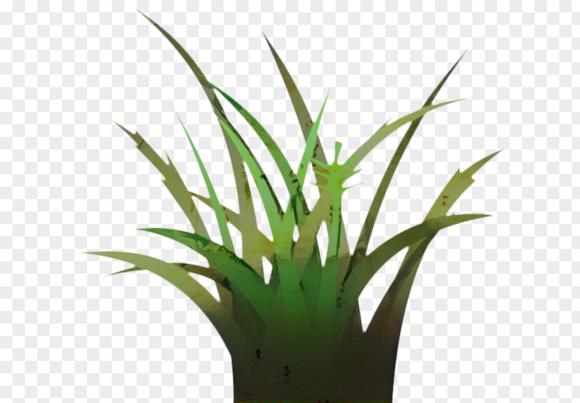 Herb Yucca Aloe Vera Leaf PNG