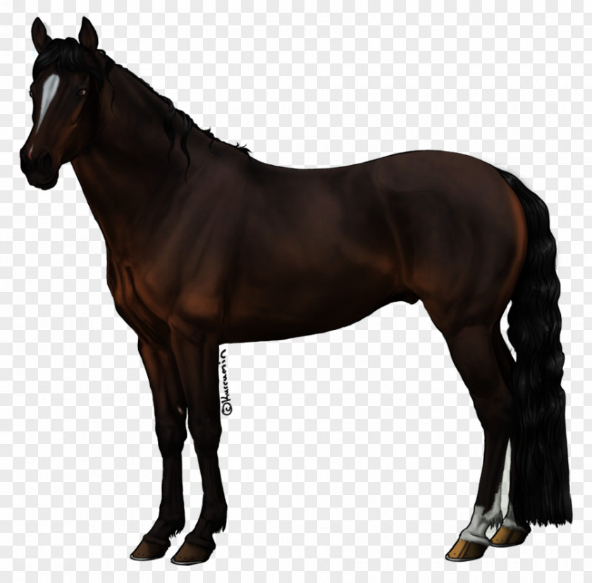 Horse Mane Pony Rein Stallion PNG