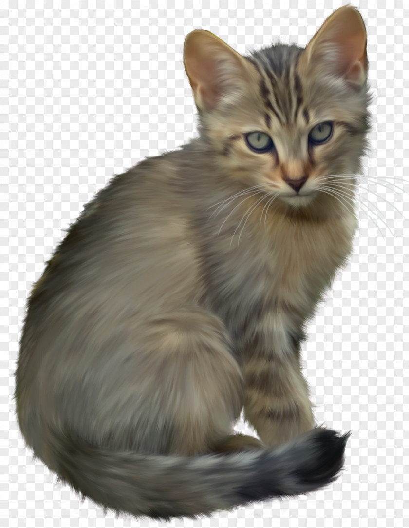 Kitten Transparent Cat Cuteness Clip Art PNG