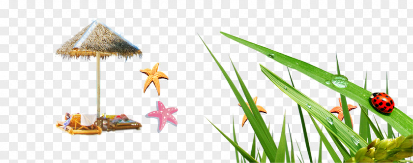 Leaf,Beatles,starfish,Sea Island Ladybird PNG