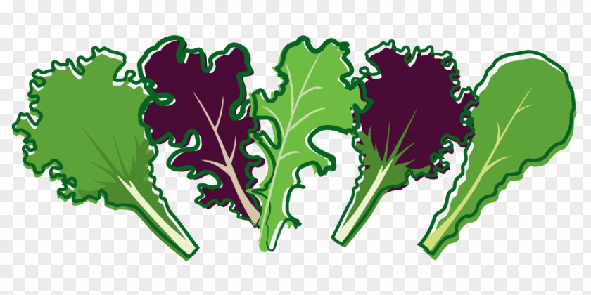 Leaf Vegetable Lettuce Salad PNG
