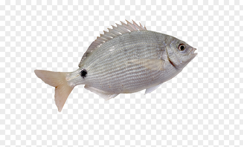 A White Fish With Fins Fin Whitefish PNG