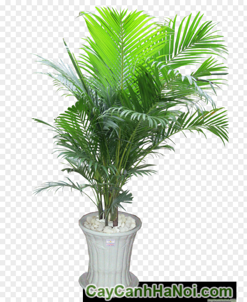 Arecaceae Areca Palm Trees Ornamental Plant Flowerpot PNG