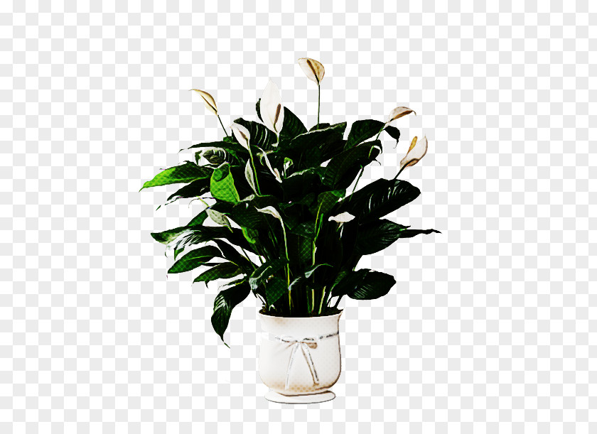 Floral Design PNG