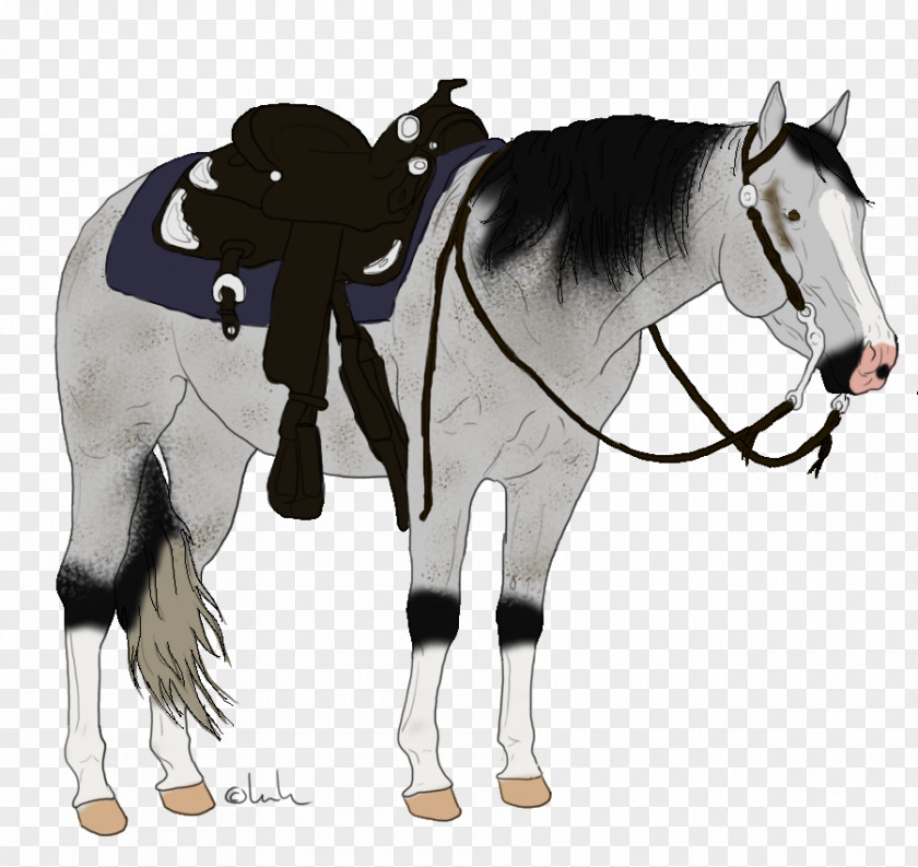 Horse Western Pleasure Mane Bridle Stallion PNG