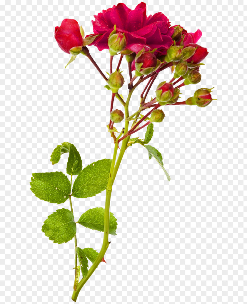 Rose Garden Roses Bud Stock Photography Branch PNG