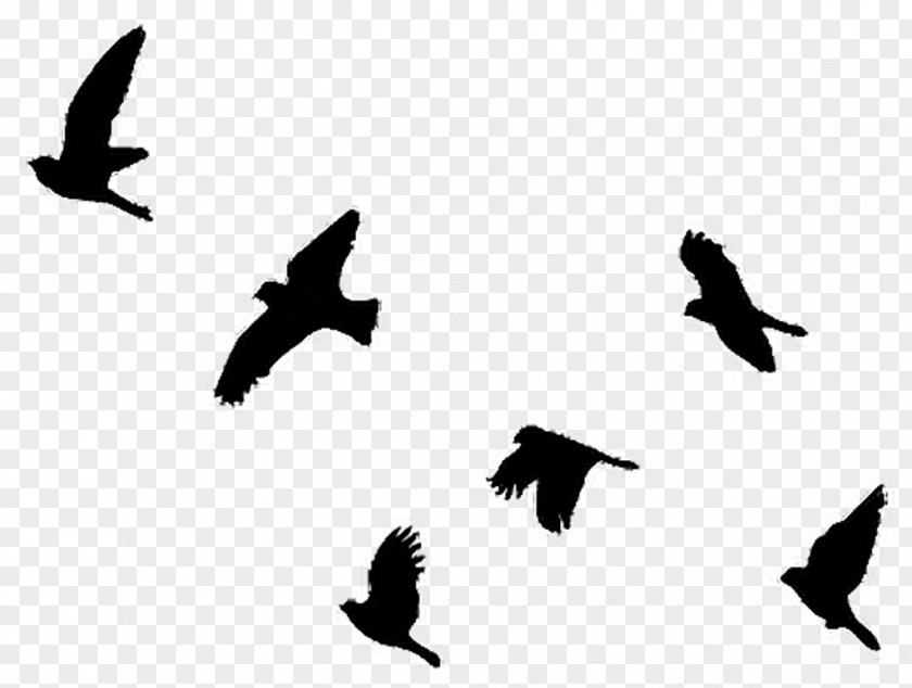 Bird Flight Clip Art Pigeons And Doves Image PNG