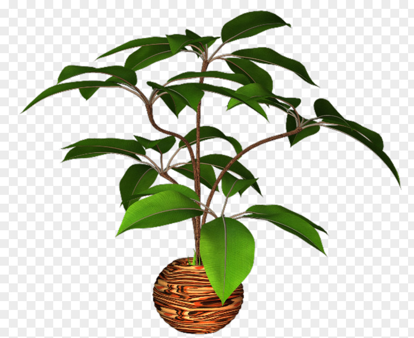 Flowerpot Image Tree PNG