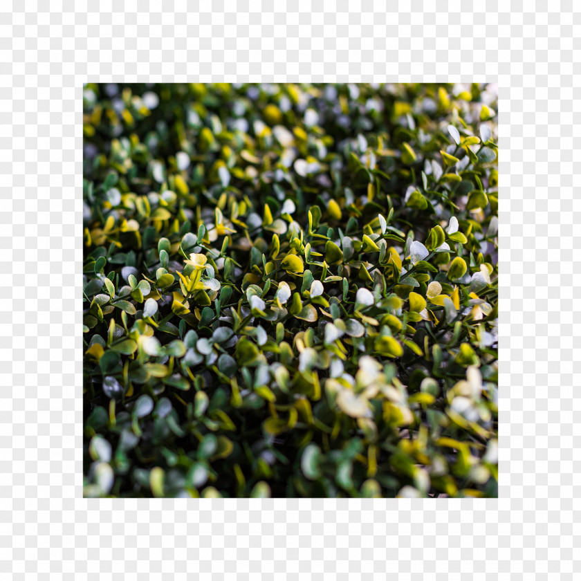 Groundcover Lawn Shrub PNG