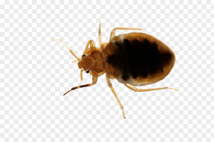 Rat Bed Bug Pest Control Punaise Des Lits PNG