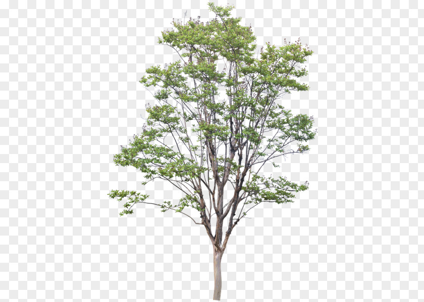 Tree .dwg American Sycamore PNG