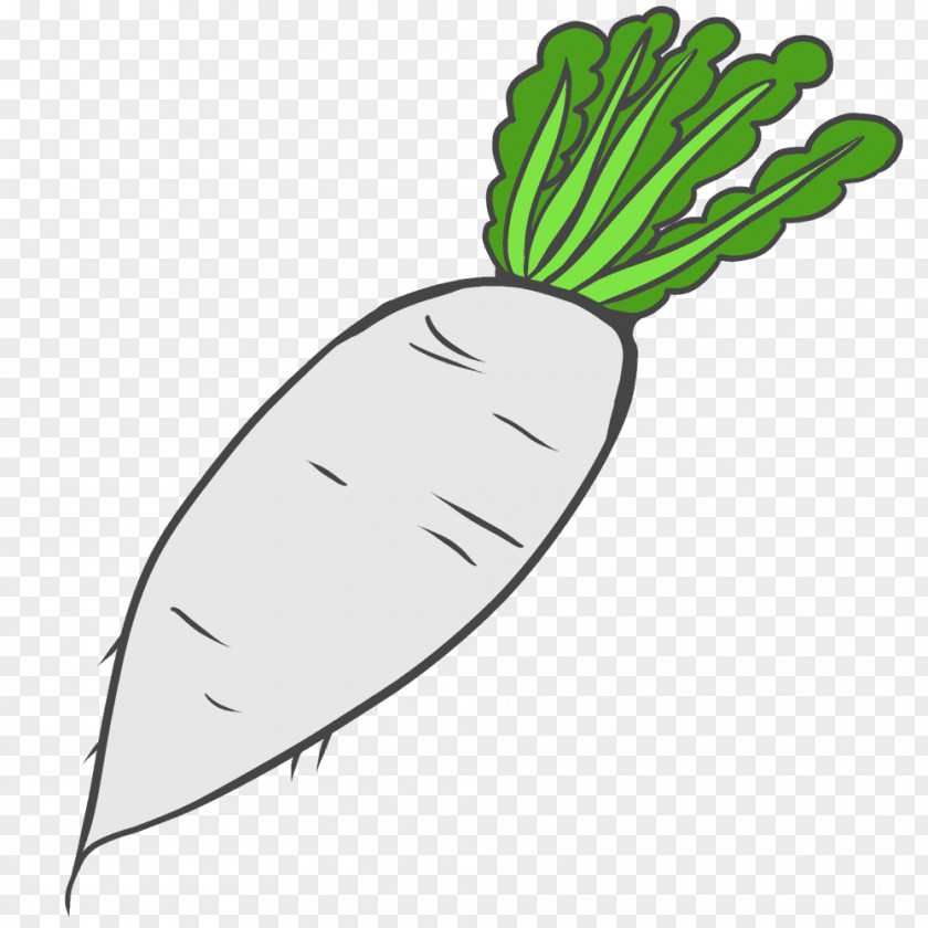 Vegetable Drawing Daikon Clip Art PNG