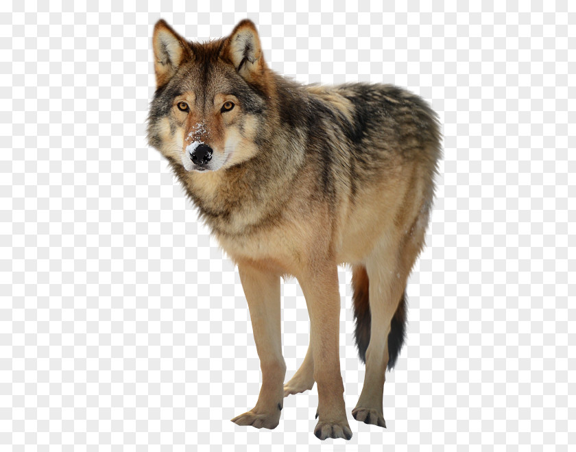 Animal Wolf Ferocious Gray Clip Art PNG