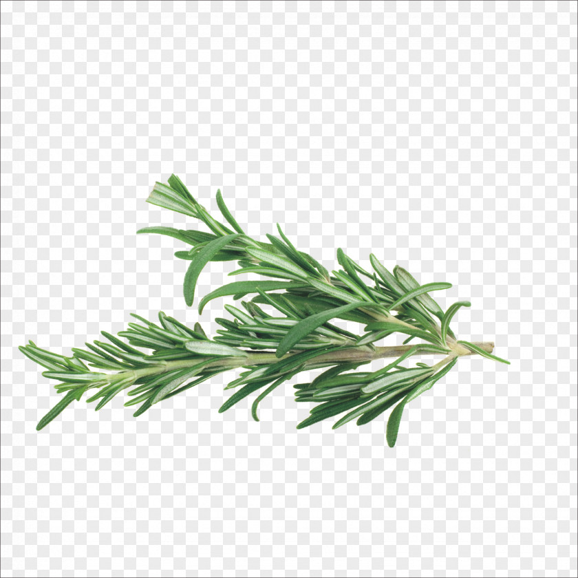 Herbs Rosemary Herb Mediterranean Cuisine Spice Vegetable PNG