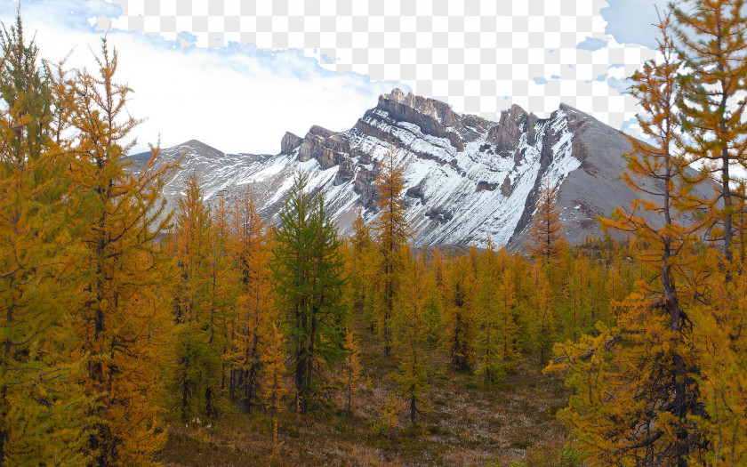 Mount Assiniboine Provincial Park In Canada Due To Seven Larch Forest Wallpaper PNG