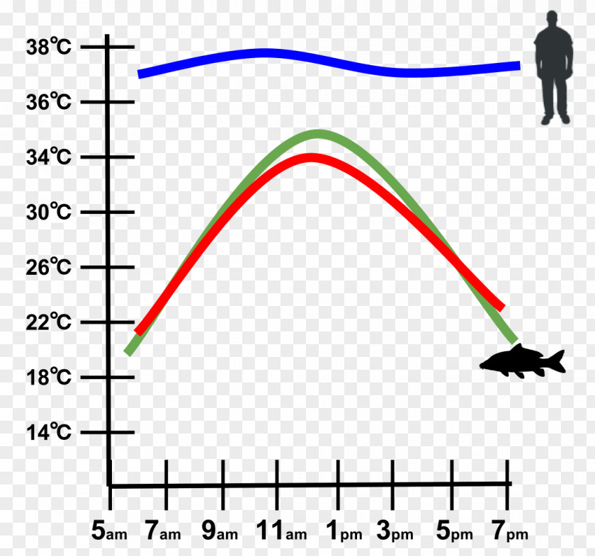 Pennant Ectotherm Endotherm Thermoregulation Snake Graph Of A Function PNG