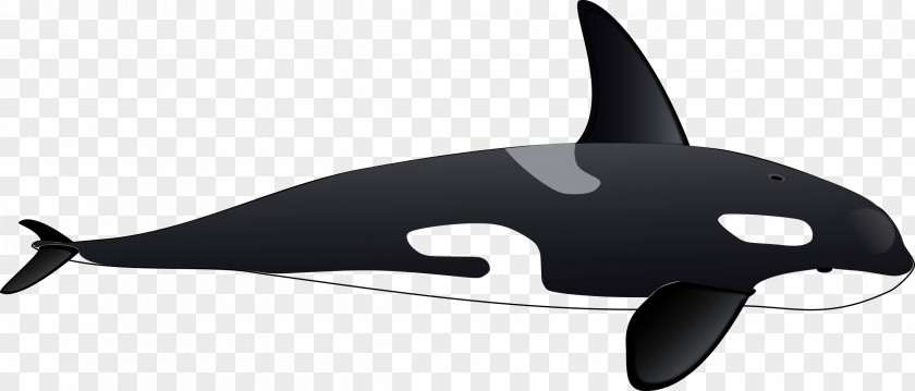 Whale Killer Drawing Clip Art PNG