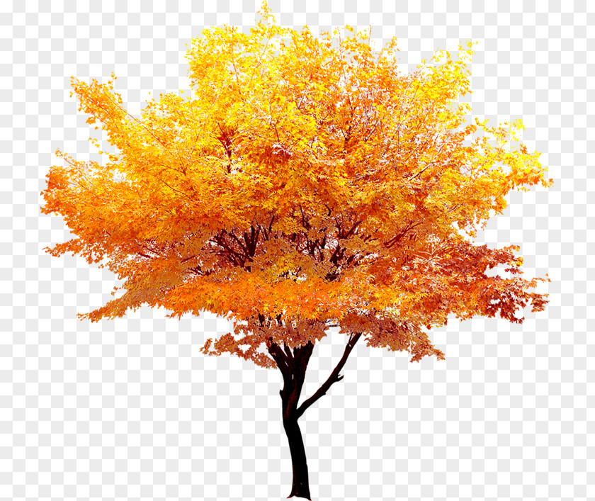 Autumn Gold Maple Trees PNG gold maple trees clipart PNG