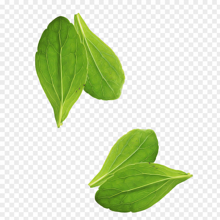 Leaf Flower Plant Basil Food PNG