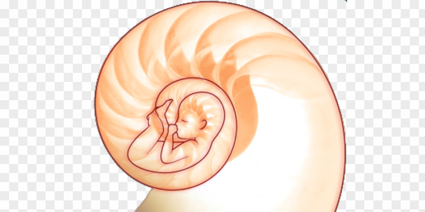 Pregnant Yoga Ear Cheek Mouth Eye Nose PNG