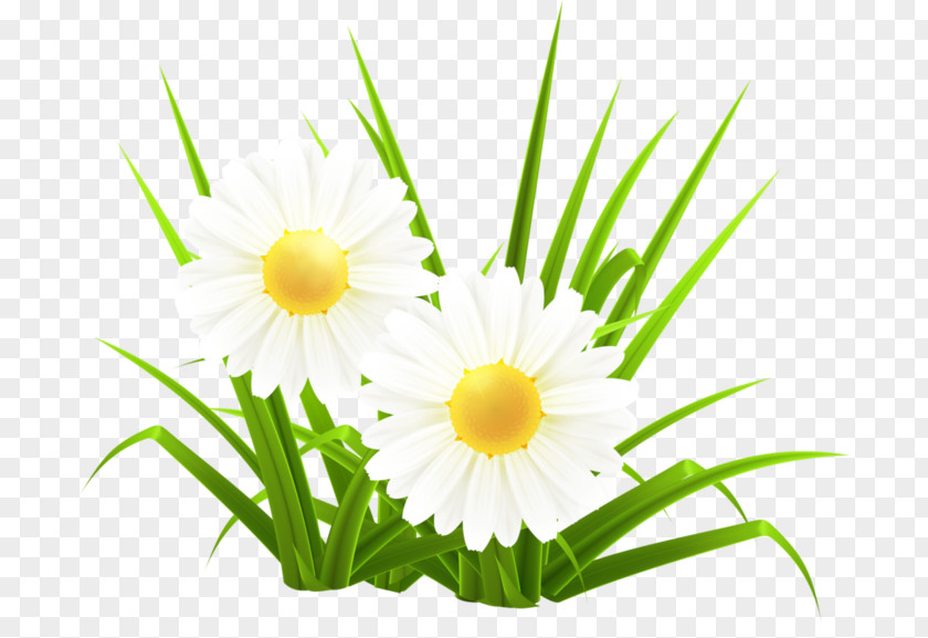 Small White Flower Common Daisy Oxeye Herbaceous Plant PNG