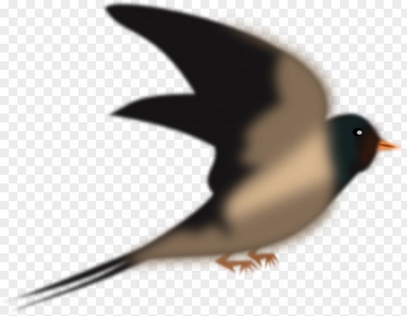 Sparrow Bird Swallow Columbidae Domestic Pigeon Penguin PNG