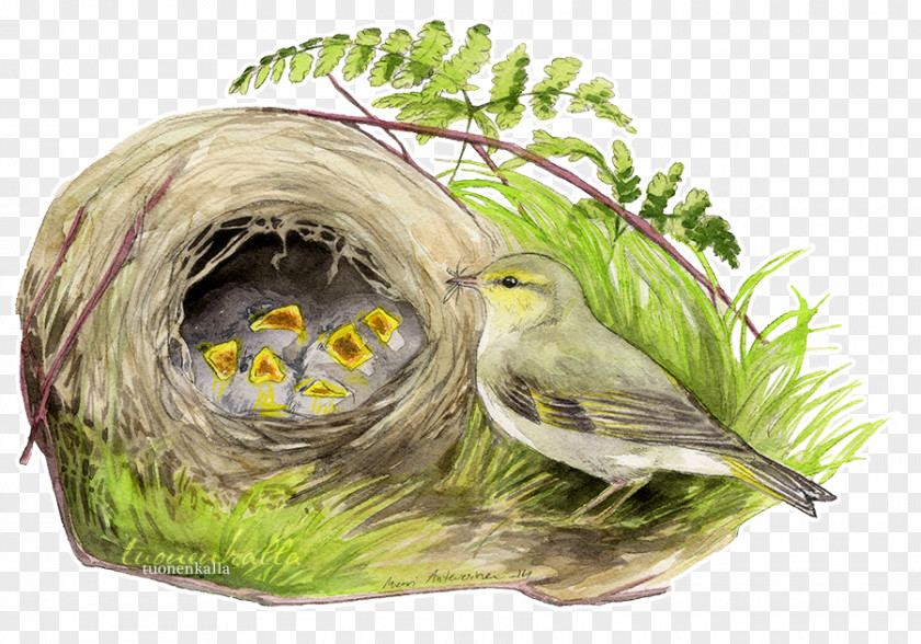 Bird Nest Artist PNG
