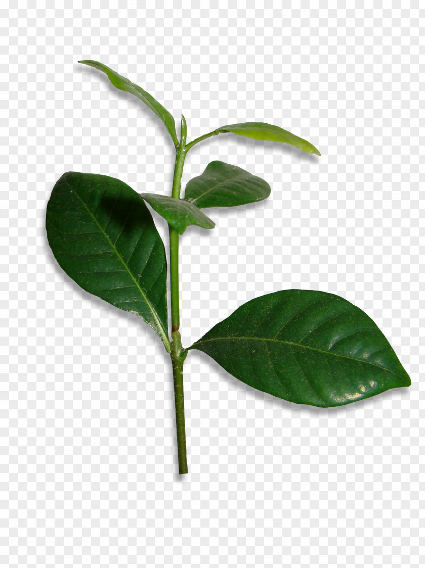 Branch Leaf Plant Stem Herb PNG