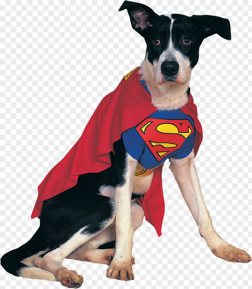 Dogs German Shepherd Spider-Man Superman Superhero Costume PNG