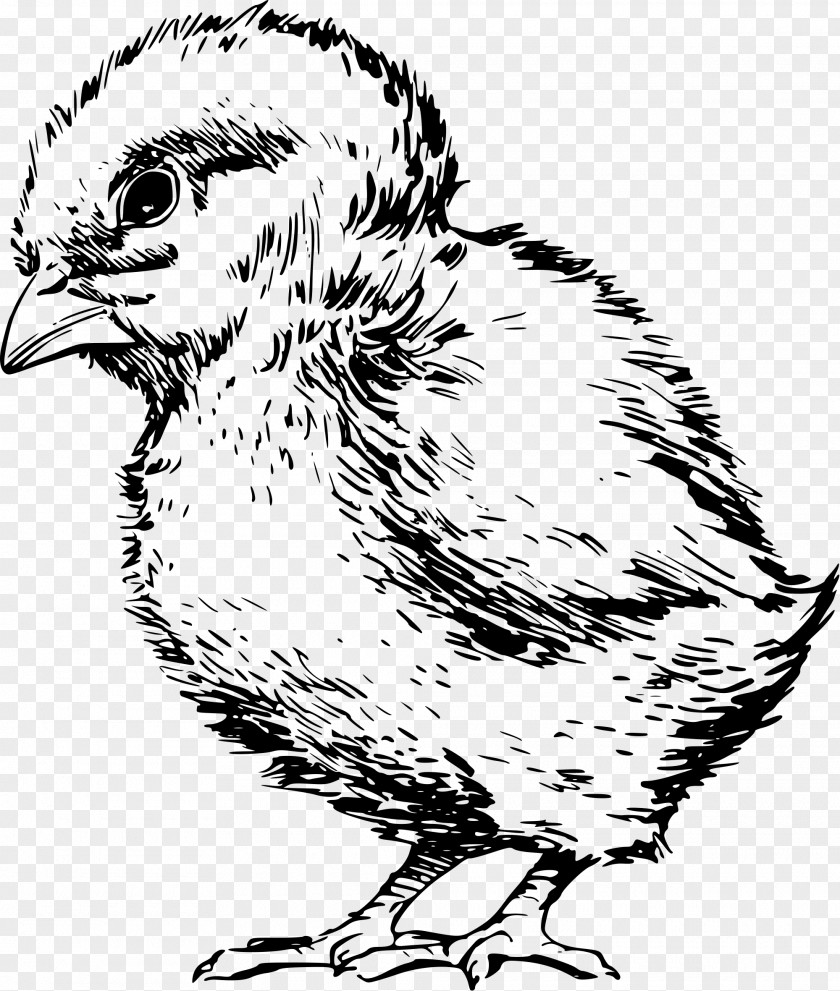 Drawing Chicken Line Art Clip PNG